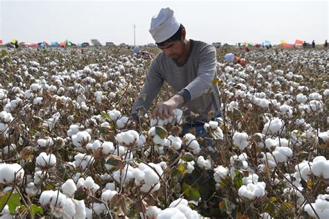 xinjiang cotton imports